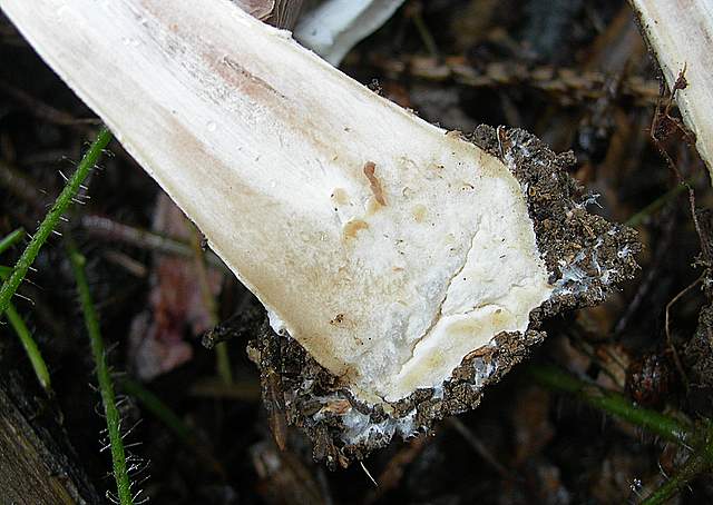 Agaricus impudicus   (Rea)  Pilát